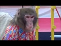 20170929　太郎次郎一門　「ともきりき」Monkey Performance・・・in 埼玉県日高市　（巾着田曼珠沙華祭り）