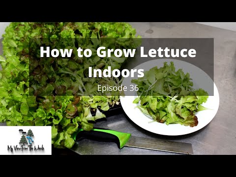 Video: Growing Lettuce Indoors