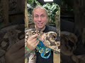 WHERE ARE DUMERIL'S BOAS FROM? I THE REPTARIUM #SHORTS