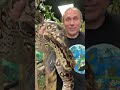 WHERE ARE DUMERIL'S BOAS FROM? I THE REPTARIUM #SHORTS