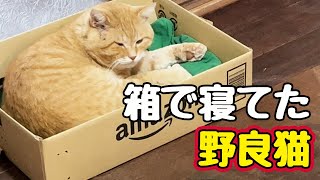 ロメロ・ブリットの猫による再解釈 ▫️うた ʕ•̫͡•ʔ里帰り36日目。 生後1歳4ヶ月。 【けんもも錠