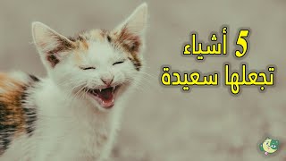 5 أشياء تجعل القطط سعيدة