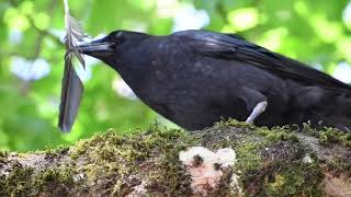 American Crow’s reaction to his own feather