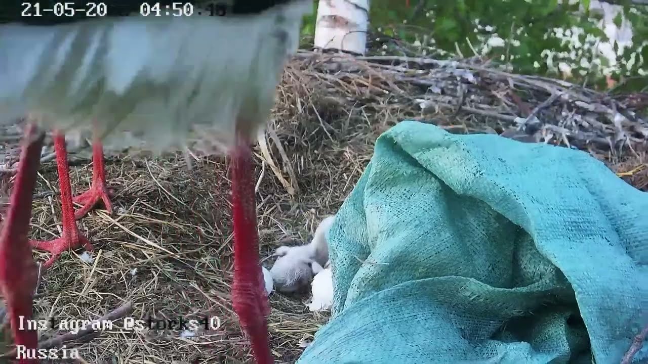 Аист принес птенчикам покрывло от ветра и дождя - YouTube