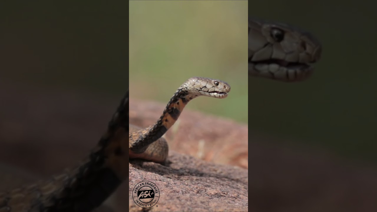 Spitting Cobra sprays venom