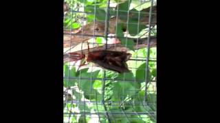 Cecropia Moth Emerging from Cocoon - the first 10 minutes.