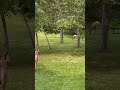 The Deer are so Tame Here! #animals #nature #natureshorts #deer #wildanimals #calm