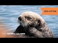 Sea Otter | National Wildlife Week 2023