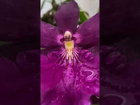 Vídeo: Pansy Orchid Growing - Como cultivar uma planta de orquídea Miltonia