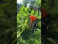 #short #shorts #mowing #edging #cleanup #asmr #satisfying #sbmowing #cleaning #overgrownyard #fyp