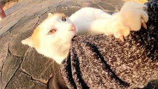 いつも甘えてくる茶シロ猫に会いに行ったら「今、忙しいニャ！」と怒られた