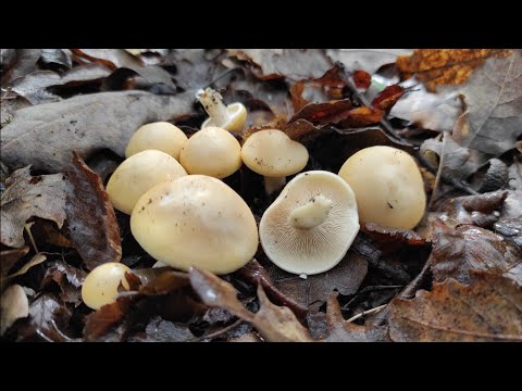 Майская рядовка и не только, сбор грибов 2023 весной, грибы Крыма 2023