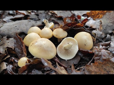 Video: Majske gobe. Majska goba: fotografija