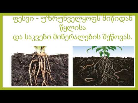 ვიდეო რესურსი მცენარე და მისი ნაწილები