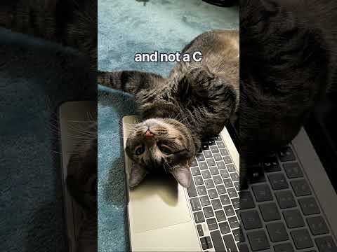 jokes #cat