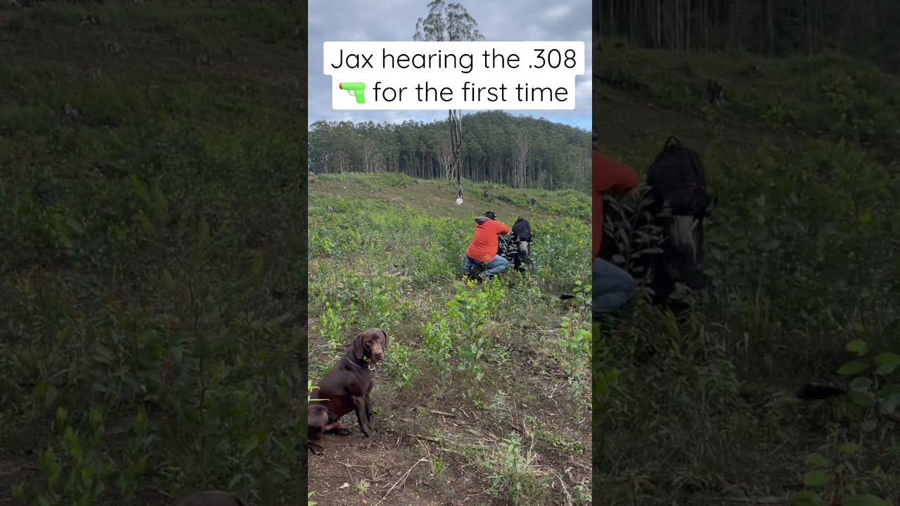 German Shorthaired Pointer Introduction to Live Gunfire | Gundog Bird Dog Deer Dog Training 