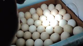 Овоскопирование яйца