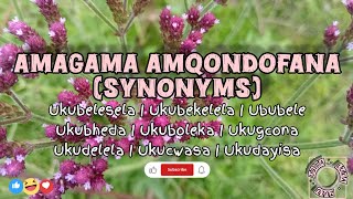 Amagama Amqondofana (Synonyms)📺📚✍️🏾