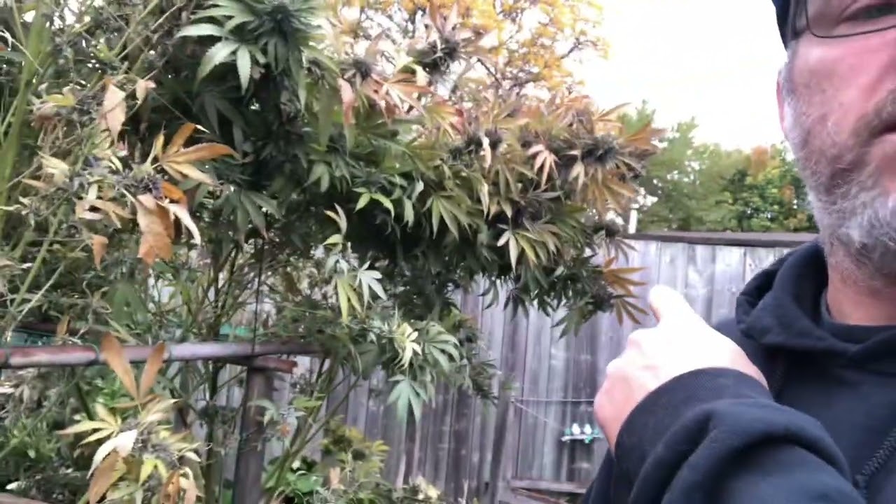 Outdoor Medical Cannabis.