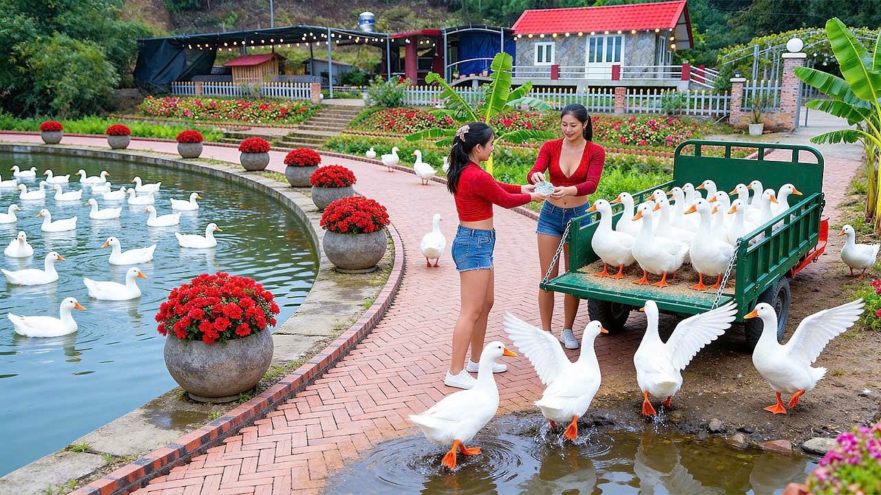 Harvesting Big Ducks after 4 Months of Raising: Selling My Farm Products