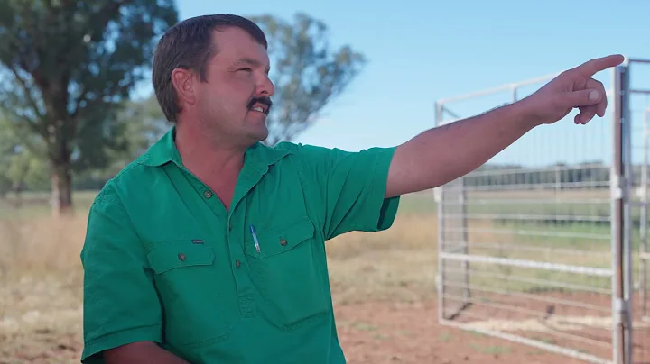 Neighbours join forces to reduce feral pigs and disease risk