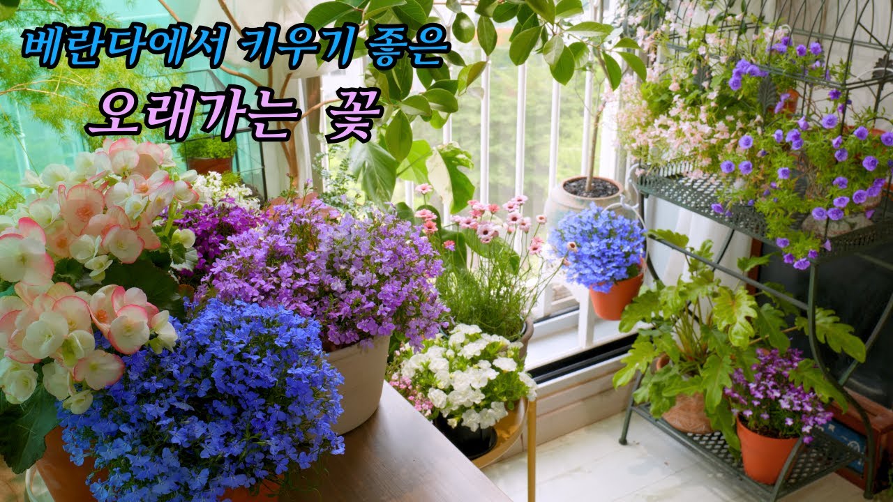 Цветы, которые долго цветут и подходят для выращивания в помещении.