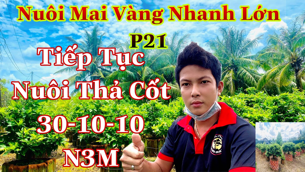 быстро расти бонсайкак ухаживать за деревьями