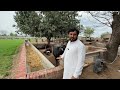 Vlog by anjum saroya  jawaran da wara te nawin khurli  plants around 16 dari  at anjun saroya dera