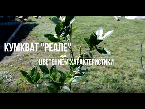Video: Sezona berbe kumkvata: kada i kako ubrati kumkvat