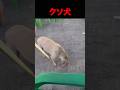 世界一性格の悪い犬 #shorts