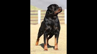El Rottweiler Más Musculoso del Mundo El Secreto Mejor Guardado Trucos para Hacer que tu Rottweiler