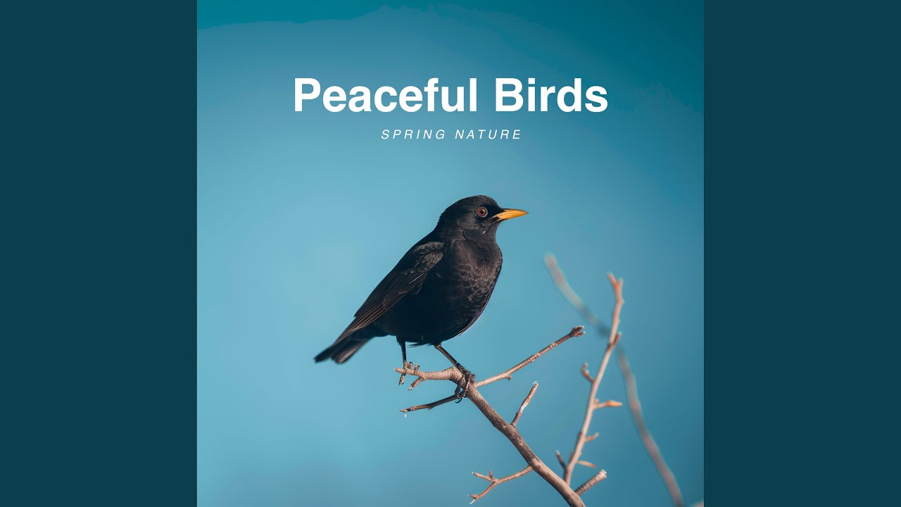 Among Beautiful Wings