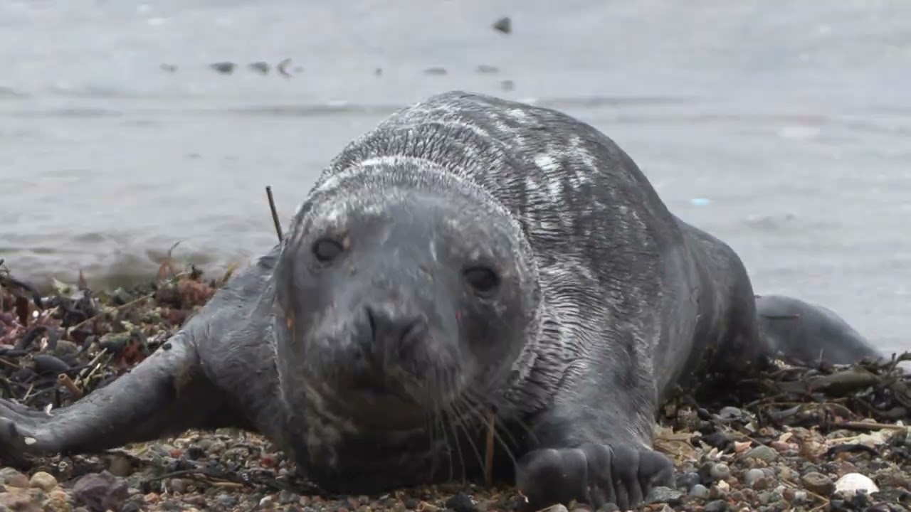 Grey Seal Weanling Rescue