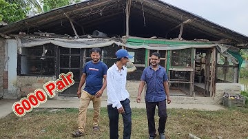 6000 Pairs Java & Finches Bird Breeding Farm / After 2 Years Julfikkar Bhai Bird Breeding Farm.