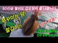 인천 남항 쭈꾸미&갑오징어 낚시 50인승 철선 경원7호