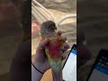 Tom has no modesty! #conure #parrot #bird #cute #birds