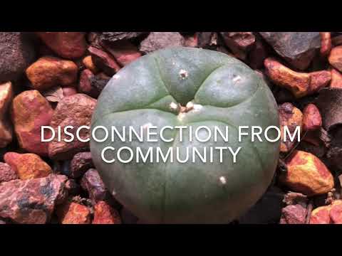 MESSAGE FROM THE PLANTS : DISCONNECTION
