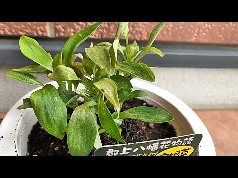 花 アルストロメリアの育て方 植え付け Youtube 花 アルストロメリアの育て方 植え付け Youtube