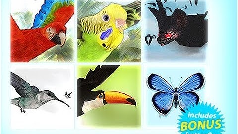 Bird Flock Bundle 2 - Unity Character Download