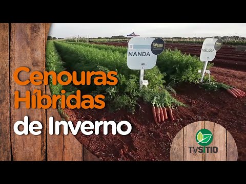 Vídeo: Semeadura De Cenoura No Inverno