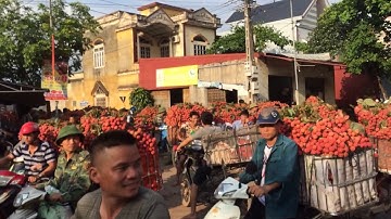 Bản tình ca tắc đường bắt đầu | giá vải thiều Lục ngạn không ổn định | bản sắc miền núi