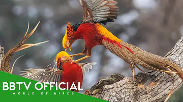30 Beautiful Birds With Longest Tails That Actually Exist | Wildlife Documentary | BBTV Official