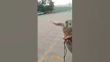 ياشباب ولله ياللاسف بعناحبيب القلب خطاف 