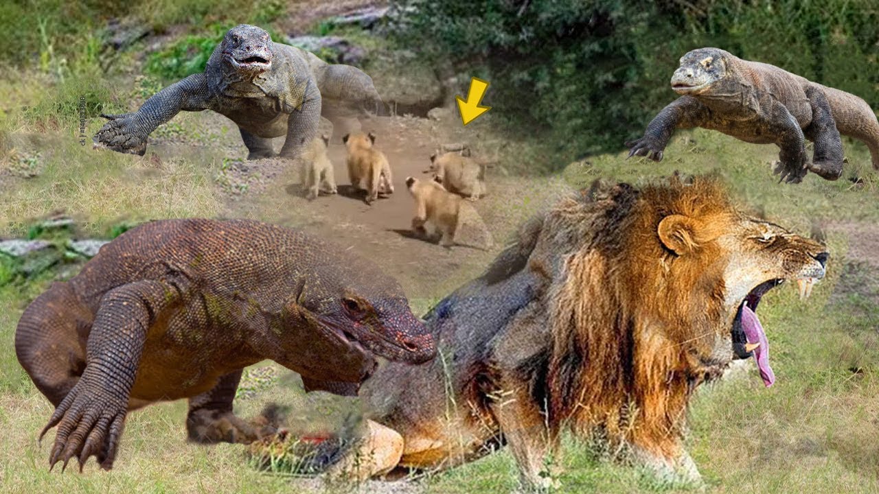 meet-the-animals-that-can-kill-a-lion-animal-that-can-defeat-a-lion