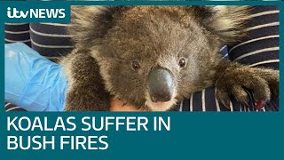 More than half of Kangaroo Island's 60,000 koalas killed in blaze | ITV News