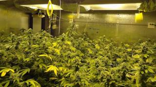 Battle of California - AN vs CYCO - OG Kush Grow - Day 48 of Flower