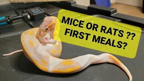What CAN  my BABY Ball Python EAT???  RATS ... MICE??? They can eat more than you think ...