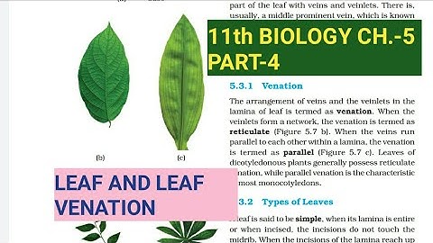 Class 11 Biology|Ch.-5 |Part-4||Leaf and leaf venation||Study with Farru
