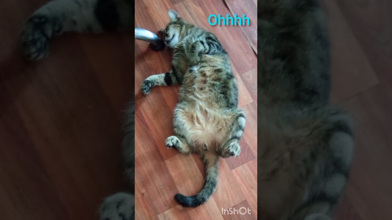 La familia perruna y gatuna