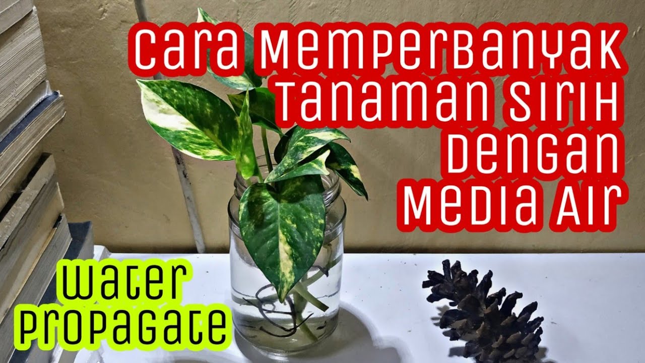 Cara Mudah Memperbanyak Tanaman Sirih dengan Air , Water Propagate